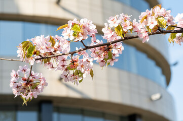 branch of blossoming cherry, sakura close-up against the background of a modern building, spring...