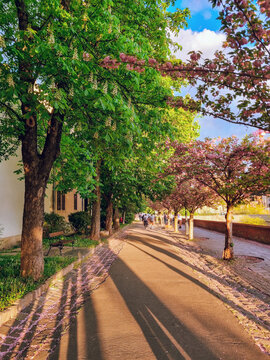 T&oacute;th &Aacute;rp&aacute;d promenade in Budapest with colorful pink blossoms during Spring at sunset, park near Fisherman's Bastion, Budapest, Hungary
