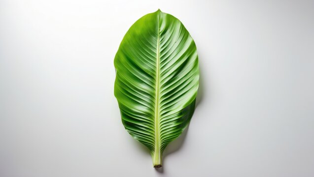 Fresh banana leaf used for Indian sadhya feast on white background