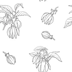 Ylang Ylang flowers and twigs, floral seamless pattern. Hand drawn linear graphics elements. Black white vector botanical illustration for design cosmetic, perfumery,package, branding. Medicinal plant