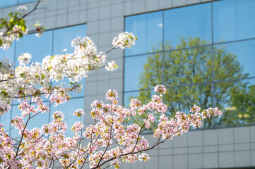 branch of blossoming cherry, sakura close-up against the background of a modern building, spring...