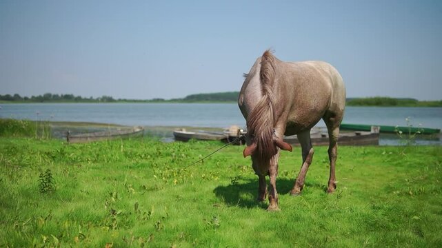 
Single brown horse pastures on a green river shore with old wooden boats
