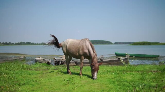 Single brown horse grazes on a green juicy meadow at a river shore with wooden boats
