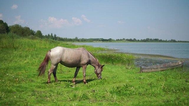 Single brown horse pastures on a green meadow at a water

