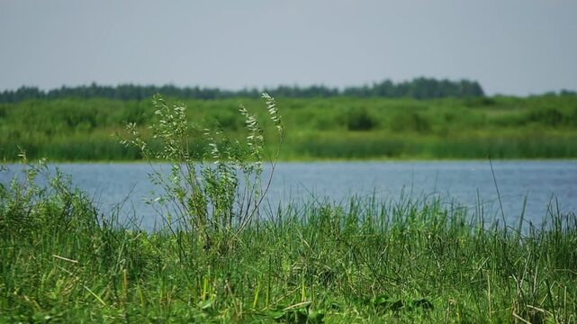 
Young tree and thickets of green grass on a wild shore of a river
