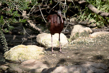 the glossy ibis is standing on the ground