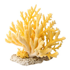 Yellow coral isolated on transparent background