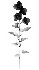Floral logo featuring black orchid high resolution picture