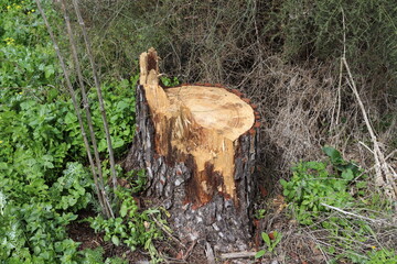 old stump in the city park