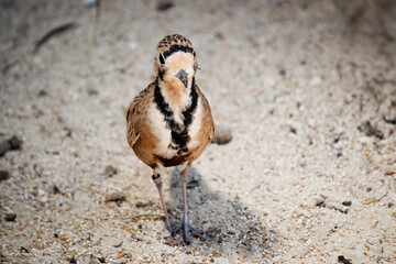 the inland dotterel is walking on sand