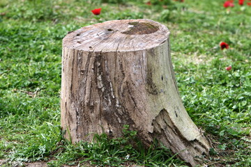 old stump in the city park