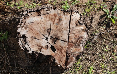 old stump in the city park