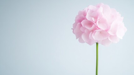 Pink Hydrangea Blossom Minimalist Style High-resolution Soft Lighting Profile Close-up View Delicate Petals Elegant Simplicity Light Blue Background Pastel Hues Ideal for greeting cards