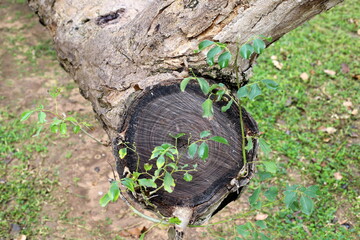 old stump in the city park
