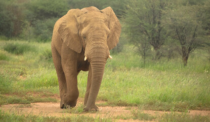 Fototapeta premium African elephant walking through grassland in a Namibian national park. Wildlife photography highlighting large mammals in natural habitats.