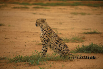 Close-up of a cheetah in the Namibian Kalahari. Majestic predator in its natural habitat. Seen during a game drive in a game reserve. Namibia, Africa.