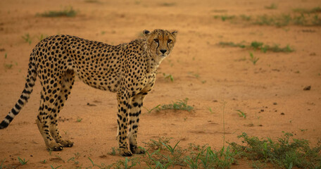 Close-up of a cheetah in the Namibian Kalahari. Majestic predator in its natural habitat. Seen during a game drive in a game reserve. Namibia, Africa.