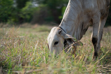 Obraz premium Cows are eating grass, nature background