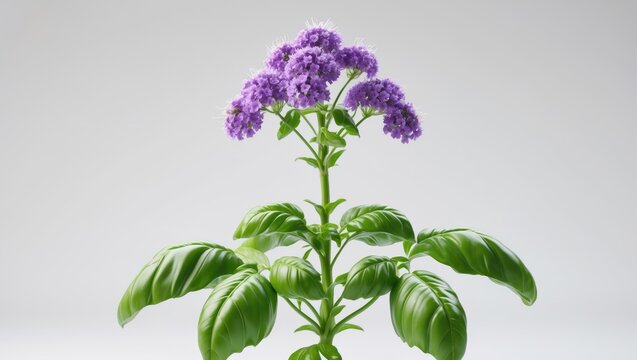Thai Basil flower plant isolated on white background