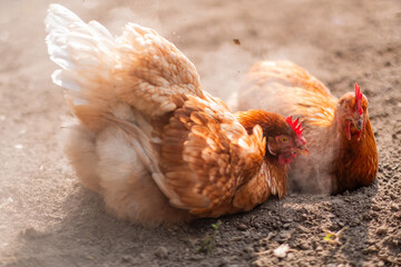 chicken in the coop, hen at farm