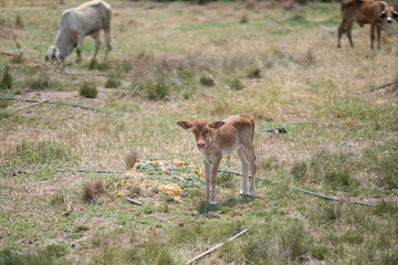Cows are eating grass, nature background