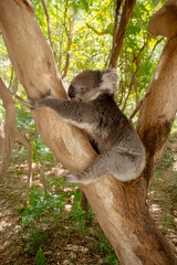 the koala is resting in the fork of a tree