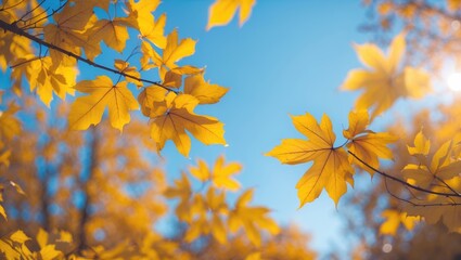Autumn foliage in the park with colorful leaves as background.