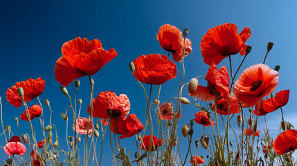 Low-angle view of numerous red poppies against a vibrant blue sky, showcasing their delicate petals and slender stems, symbolizing summer, nature, and beauty.