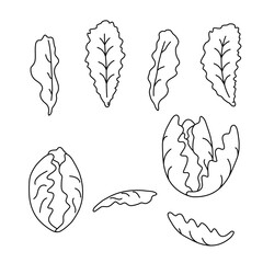  Vector icons. Lettuce, leaves.