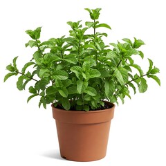 Naklejka premium potted mint plants isolated on white background