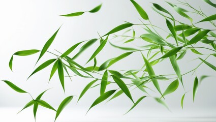 Obraz premium Green leaves and bamboo flying through the air isolated on background