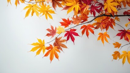 Autumn scene featuring vibrant yellow, red, and brown maple leaves on a branch, isolated on a white background with a cutout design.