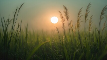 Nature's sunrise: a burst of colorful beauty and bright hope