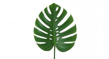 Detailed green monstera leaf design element