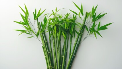 Obraz premium Green bamboo stems against a white background