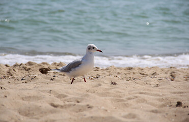 Seagull walking along a sandy beach with the ocean in the background
