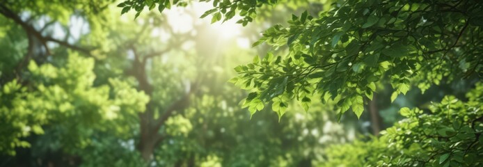 Blurred green leaves, dappled light, soft focus, lush foliage,  natural, forest