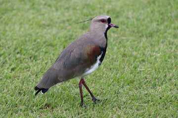 Southern Lapwing