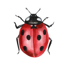 watercolor red ladybug insect with black dots on shell hand painted illustration isolated on white background