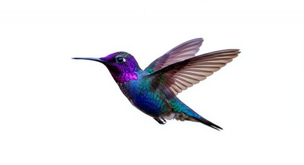 Fototapeta premium Vibrant Hummingbird with Purple Head Blue Body and Red Brown Wings in Flight Isolated on White Background