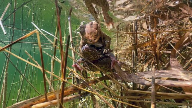 Male Common Toad (Bufo bufo) has mistakenly taken into amplexus a female of another species - Moor frog (Rana arvalis). Estonia.