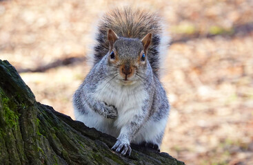 A grey squirrel, sciurus carolinensis, perched on a tree and looking directly at the camera. 
