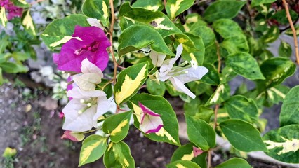 Close-up of Vibrant White and Pink Variegated Bougainvillea Glabra Flowers in Full Bloom, Displaying Delicate Hues in Natural Sunlight Outdoors
