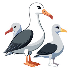 Fototapeta premium Albatross Birds set on white background