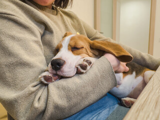 Fototapeta na wymiar Unrecognizable woman holding cute sleeping puppy dog beagle at home indoor. Owner girl stroking holding little pet dog friend. Love for pets friendship support team companion pet care