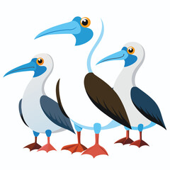 Obraz premium Albatross Birds set on white background