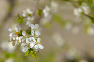 Close-up of a white cherry blossom flower with a green stem. The flower is surrounded by green leaves.