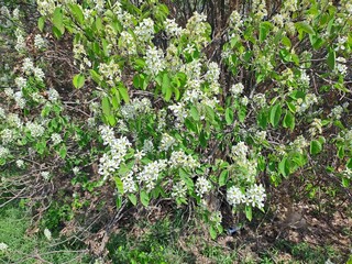 blooming cherry tree in spring