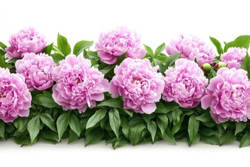Fototapeta premium Beautiful peonies in full bloom arranged with vibrant green leaves during springtime