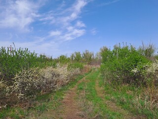 Obraz premium blooming cherry tree in spring